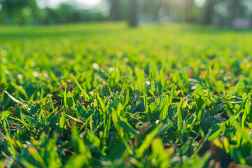 Close-up photo of vibrant grass lawn against sunlight in the field. A grass field with blurred...