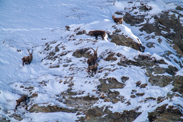 alpine ibex, capra ibex, in the snow capped rocks of the hohe tauern national park austria at a...