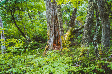 Huge tree in the patagonian woods