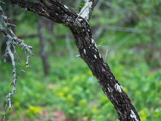 Arbre tordu et foncé avec de la mousse végétale dans une zone humide et boisée