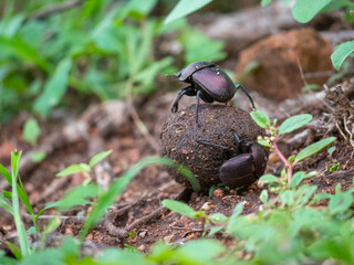 Des bousiers se tenant sur une boule d'excrément 