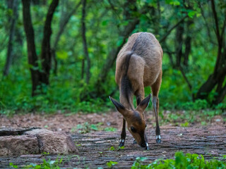 Jeune biche dans une zone boisée de beauté naturelle