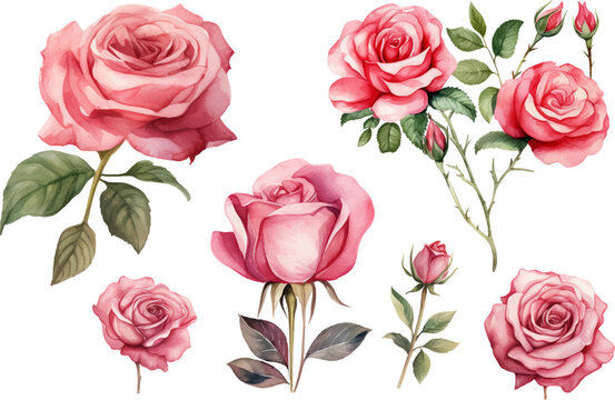 Hand drawn wtercolor illustration of rose flower