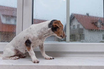 small old Jack Russell Terrier dog sits alone on a windowsill in bad weather and looks outdoors in...