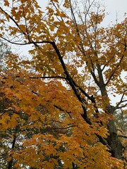 Fototapeta premium Cloudy Skys Vivid Trees