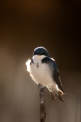 Tree swallow
