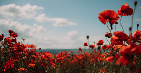 Obraz premium Field blossoming poppies. Poppy field.