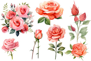 Watercolor illustration of rose flower