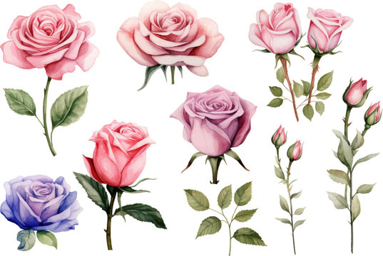 Watercolor illustration of rose flower