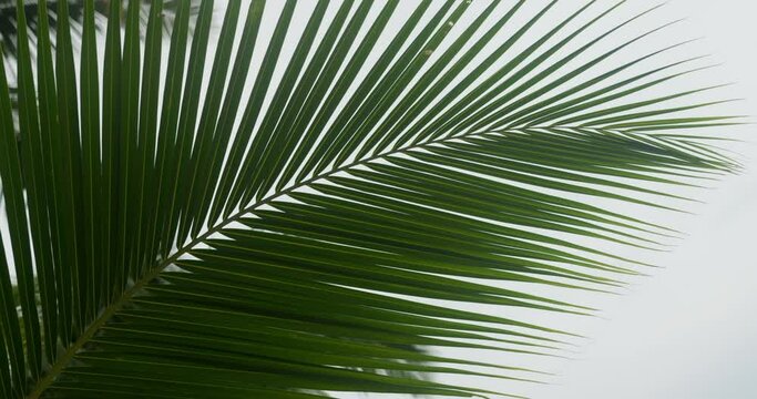 Green palm leaf, close up. Tropical decoration, interior decoration, artistic floral arrangement, swaying palm leaf on white background, growing exotic leaf. Greenery foliage, botanical close up shot.