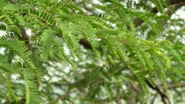 Tamarind tree branch with leaves, close up view