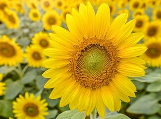 Obraz premium Sunflower field