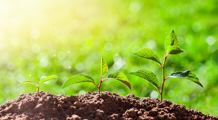 Three Young Plants growing in sunlight