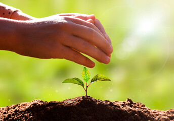 Children’s hands protect of young plant. Green world and earth day concept