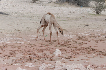 Newly born camel calf