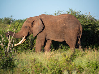Fototapeta premium Un gros pachyderme en train de manger