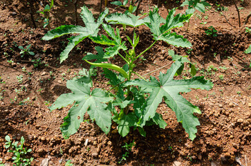 Okra plant with buds and okra