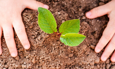 Children’s hands planting of young plant. Environment concept
