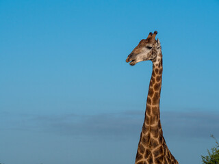 Girafe d'Afrique du Sud en pleine mastication