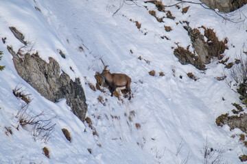 a alpine ibex female in the snow capped alps, the Hohe Tauern national park in austria, at a sunny...