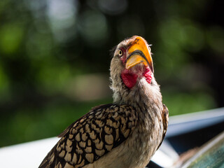 Calao à bec jaune avec un magnifique plumage, oiseau d'Afrique 