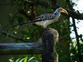 Calao à bec jaune sur un poteau en bois