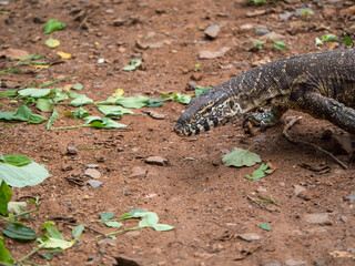 Varan qui se déplace