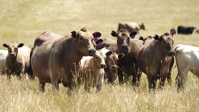 Australia cows in a field grazing on pasture in a dry summer drought. sustainable beef cattle in a agricultural farm. cow farming  