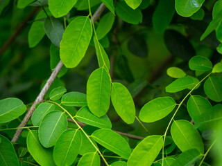 Fototapeta na wymiar Des branches avec des petites feuilles arrondies
