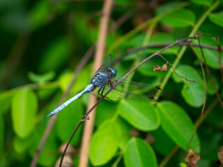 Libellule bleue et brillante posée sur une branche