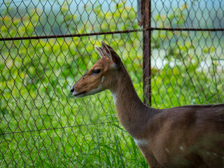 Chevreuil en captivité regardant à travers le grillage