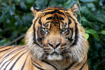 Sumatran male tiger