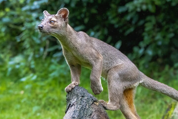 Fosa