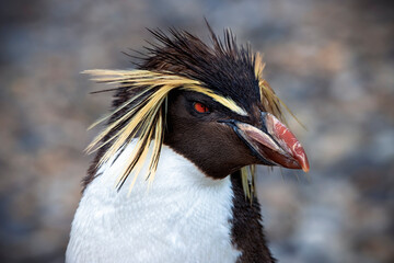 Rockhopper penguin close up portrait
