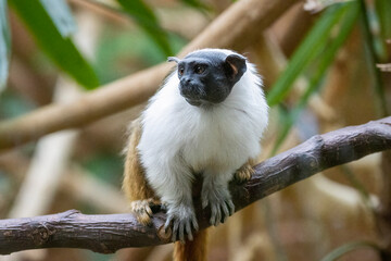 pied tamarin on a branch