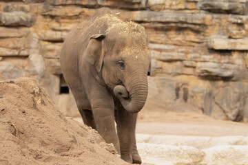 Fototapeta premium Young Asian elephant