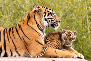 Obraz premium Sumatran tiger mother and cub