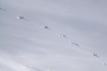 the track from a mountain hare in deep snow