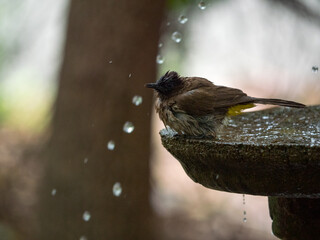 Oiseau brun à tête noir prenant son bain