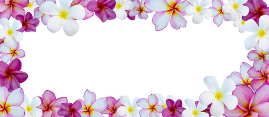 beautiful tropical plumeria, frangipani flowers on paper background
