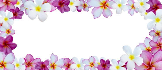 Fotobehang beautiful tropical plumeria, frangipani flowers on paper background © Antonina