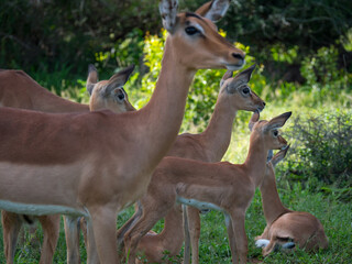 Une famille d'Impala qui guettent le danger