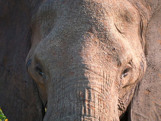 Gros plan de face d'un éléphant d'Afrique qui regarde l'objectif