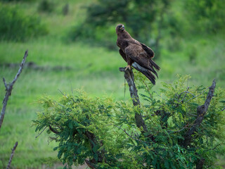 Aigle brun dans la nature sur un arbre