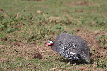 A guinea fowl foraging for food in the grass