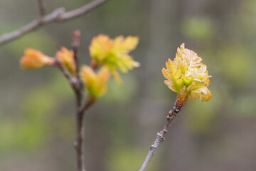 oak leaves. young dobovy leaves with sunlight, natural foliage background, young oak leaves background, park or forest. spring season, nature, close-up. space for text. soft focus