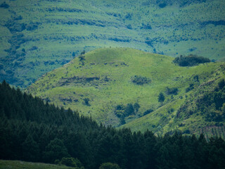 Panorama d'une forêt dense et des montagnes vertes