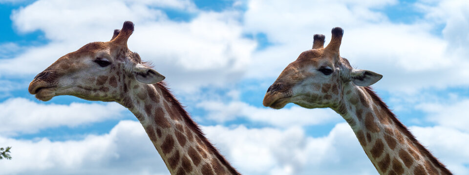 Panorama d'un couple de girafe en gros plan avec un magnifique ciel bleu