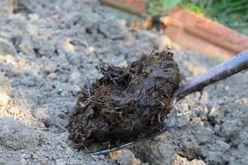 Organic garden fertilisation.  Composted manure on the garden fork, traditional rural scene.