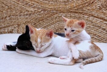 Cute young kittens with blue eyes lying together. Kittens on sofa, taking care of each other.